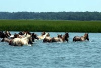 schwimmende Ponys