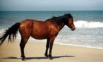 Pony am Atlantik