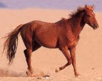 Namib Pferd