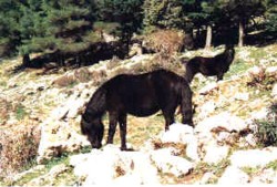 Ponys in den Bergeb