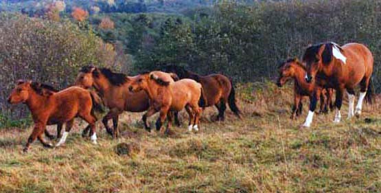polnische Herde