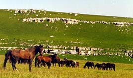 Herde in Karbadino- Balkarien