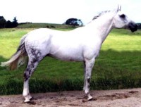 Kaspisches Pony