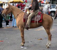 Feria Pferd