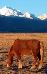 Tibet Pony in seiner Heimat